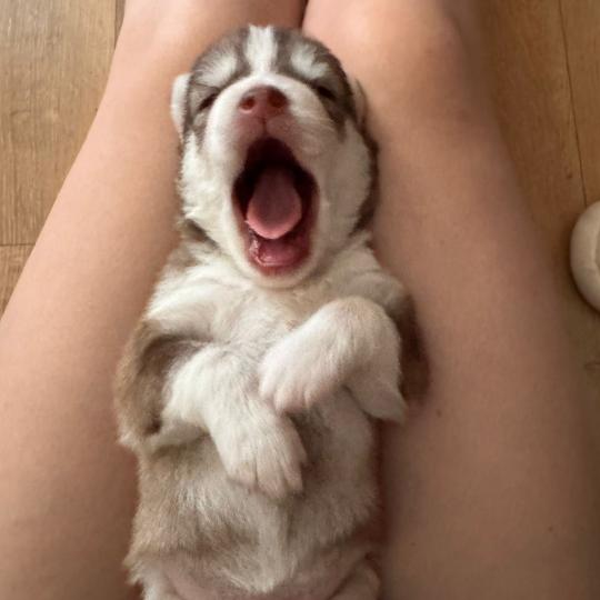 chiot Pomsky Chocolat Bailey Sacrepomskysud