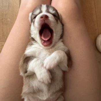 chiot Pomsky Chocolat Bailey Sacrepomskysud