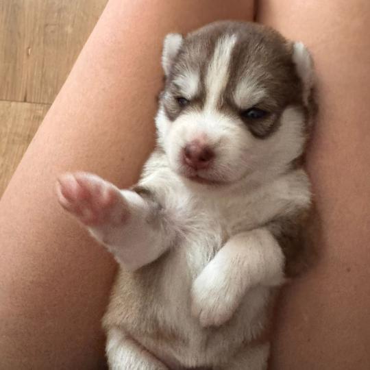 chiot Pomsky Chocolat Bailey Sacrepomskysud
