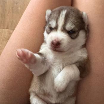 chiot Pomsky Chocolat Bailey Sacrepomskysud