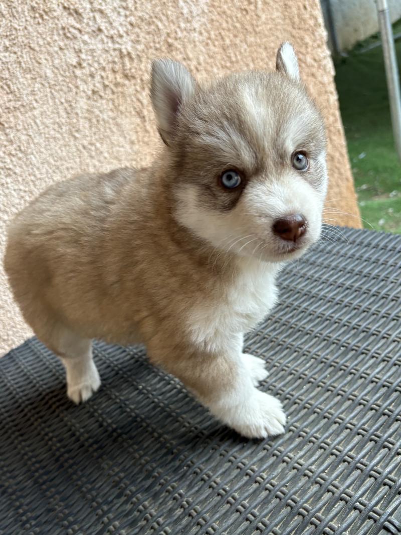 KALLIE du domaine Garlaban Femelle Pomsky