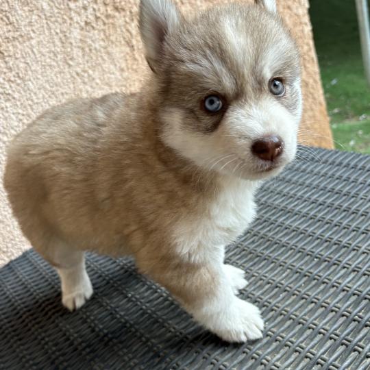KALLIE du domaine Garlaban Femelle Pomsky