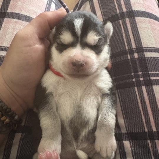 chiot Pomsky Noir et blanc Bounty Sacrepomskysud