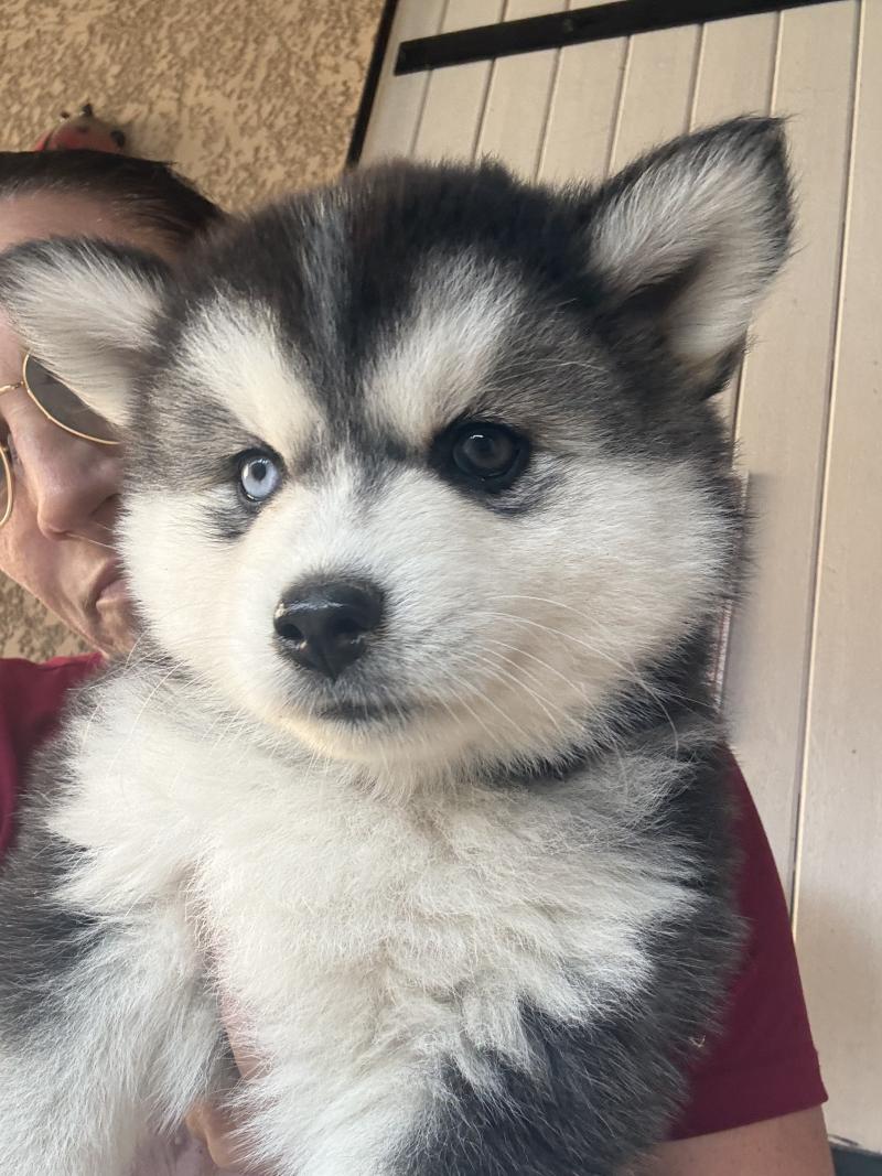 Bianca du domaine Garlaban Femelle Pomsky