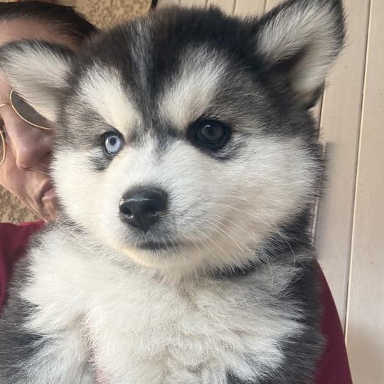Bianca du domaine Garlaban Femelle Pomsky