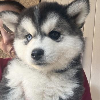 chiot Pomsky Noir et blanc Bounty Sacrepomskysud