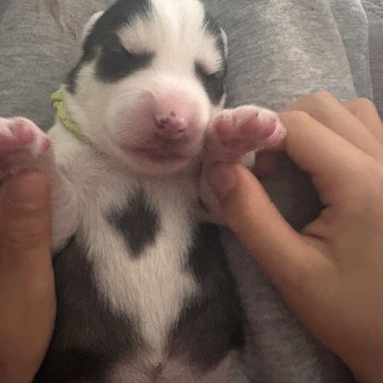 chiot Pomsky Noir et blanc Bitou Sacrepomskysud