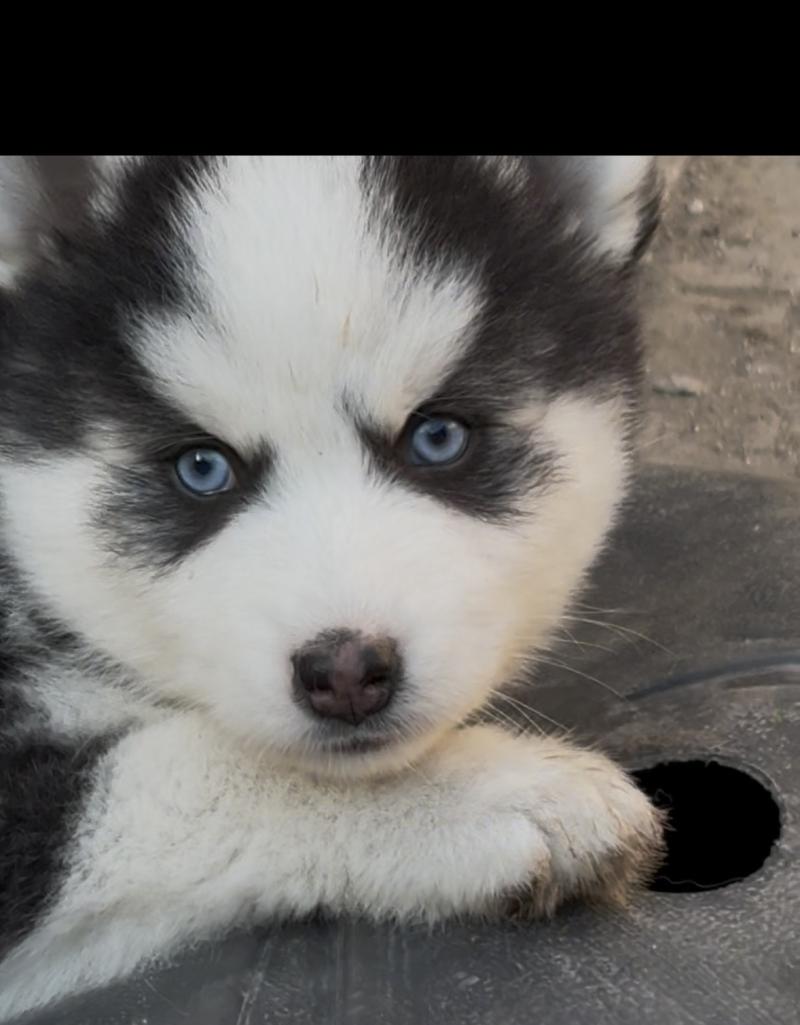 bucky du domaine Garlaban Mâle Pomsky
