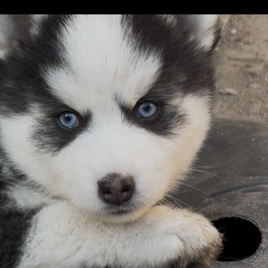 bucky du domaine Garlaban Mâle Pomsky