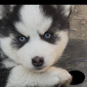 chiot Pomsky Noir et blanc beetoo Sacrepomskysud