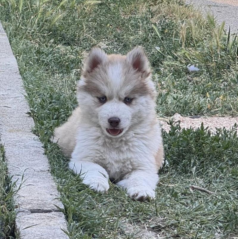 Athéna du domaine Garlaban Femelle Pomsky
