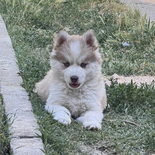 Athéna du domaine Garlaban Femelle Pomsky