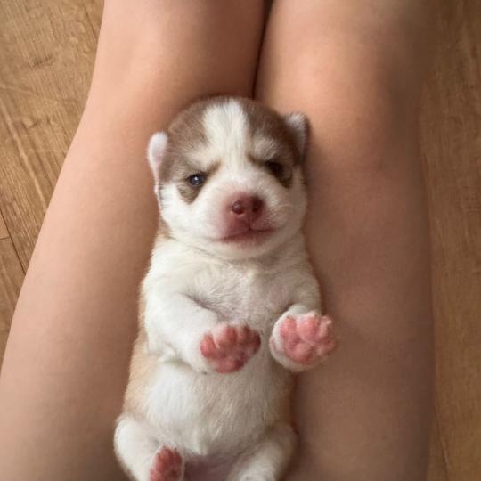 chiot Pomsky Chocolat Browni Sacrepomskysud