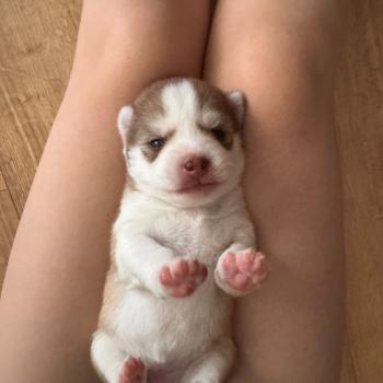 chiot Pomsky Chocolat Browni Sacrepomskysud