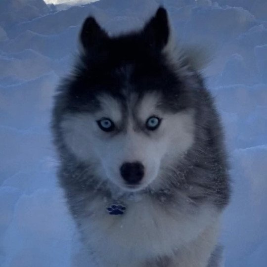 chien Pomsky Celtikpomsky's Sayko Sacrepomskysud