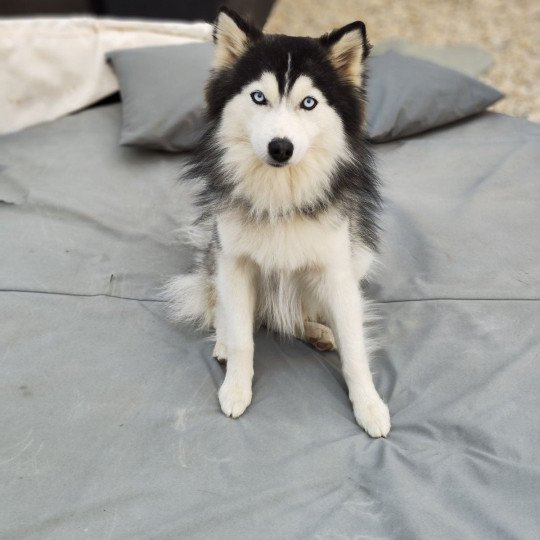 Sayko du domaine Garlaban Mâle Pomsky