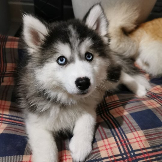 chien Pomsky noir et blanc Sayko Sacrepomskysud
