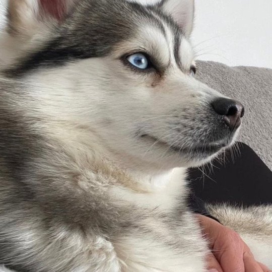 TIKI DES POMSKY DU SOLEIL Mâle Pomsky