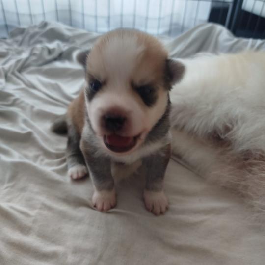 chiot Pomsky ROUX LEO Sacrepomskysud