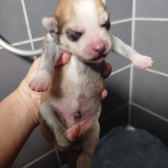 chiot Pomsky ROUX LEO Sacrepomskysud