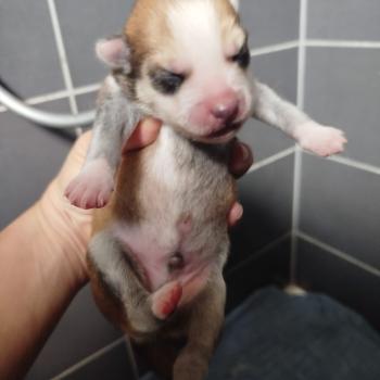 chiot Pomsky ROUX LEO Sacrepomskysud