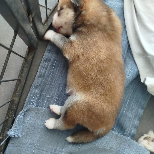 chiot Pomsky ROUX LEO Sacrepomskysud