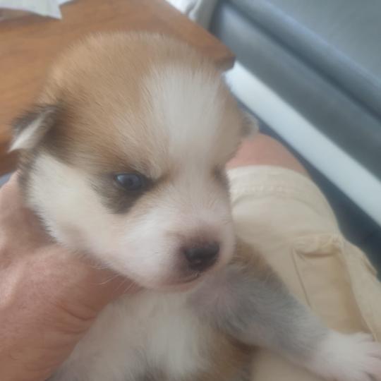 chiot Pomsky ROUX LEO Sacrepomskysud/chien
