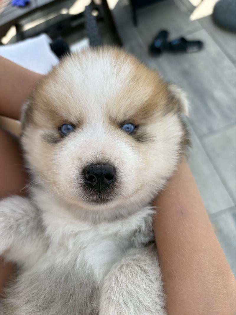 LEO du domaine Garlaban Mâle Pomsky