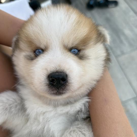 LEO du domaine Garlaban Mâle Pomsky
