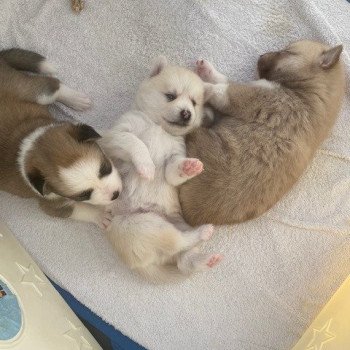 chiot Pomsky blanc LOVE Sacrepomskysud