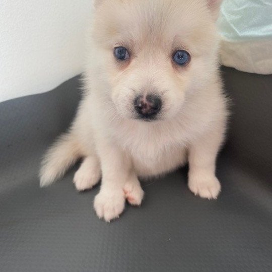 chiot Pomsky blanc LOVE Sacrepomskysud