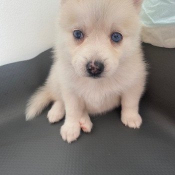 chiot Pomsky blanc LOVE Sacrepomskysud