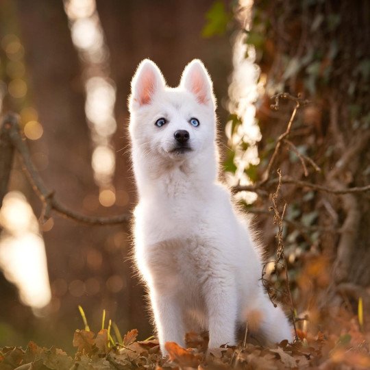 LOVE du domaine Garlaban Femelle Pomsky