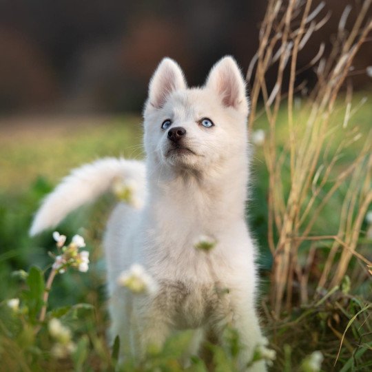chiot Pomsky blanc LOVE Sacrepomskysud
