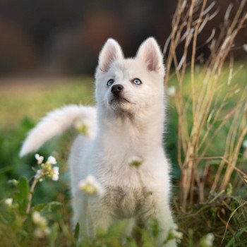 chiot Pomsky blanc LOVE Sacrepomskysud