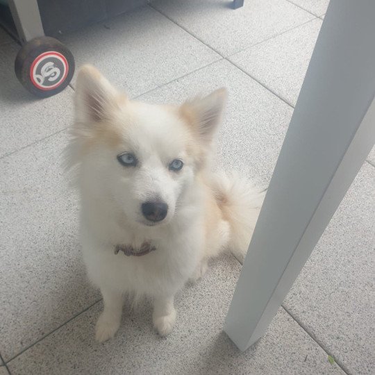 chien Pomsky BEIGE DU DOMAINE GARLABAN Sacrepomskysud