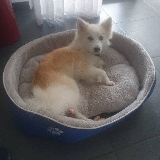 chien Pomsky BEIGE DU DOMAINE GARLABAN Sacrepomskysud