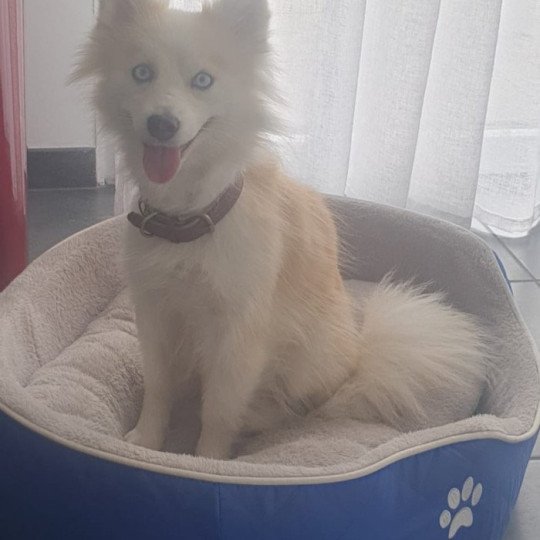 Tracy DU DOMAINE GARLABAN Femelle Pomsky