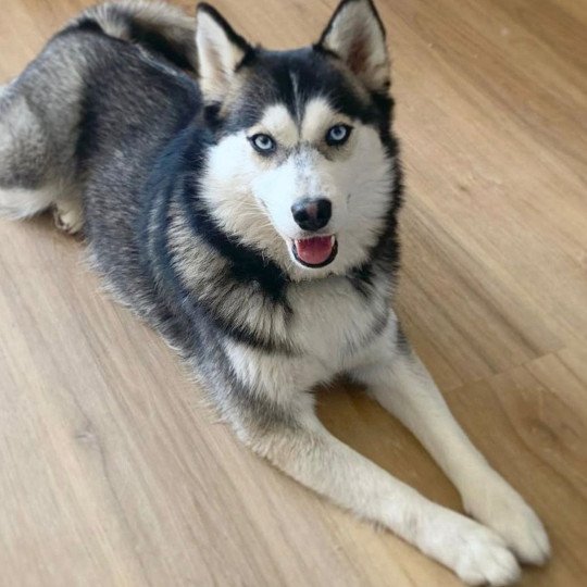 GOLGIE LUXURY LIFE Femelle Pomsky