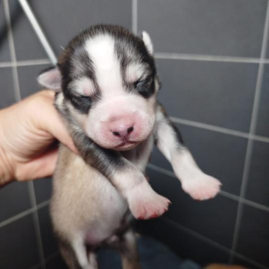 chiot Pomsky ROUX MAX Sacrepomskysud
