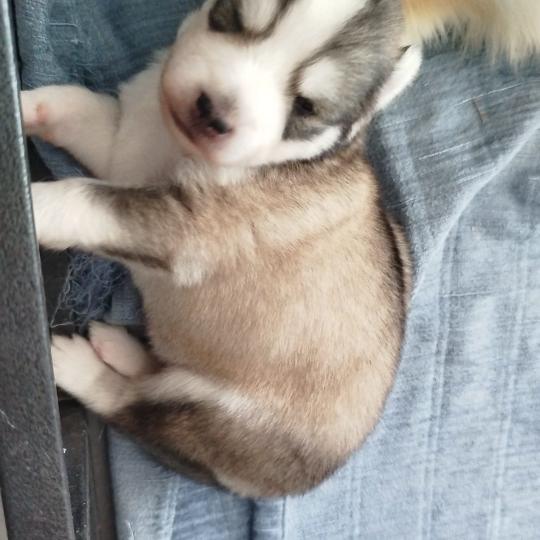 chiot Pomsky NOIR ET BLANC MAX Sacrepomskysud