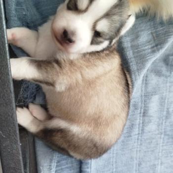 chiot Pomsky NOIR ET BLANC MAX Sacrepomskysud