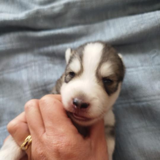 chiot Pomsky NOIR ET BLANC MAX Sacrepomskysud