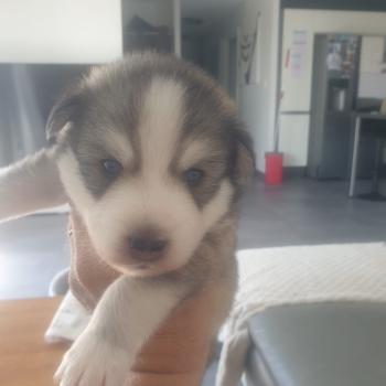 chiot Pomsky NOIR ET BLANC MAX Sacrepomskysud/chien