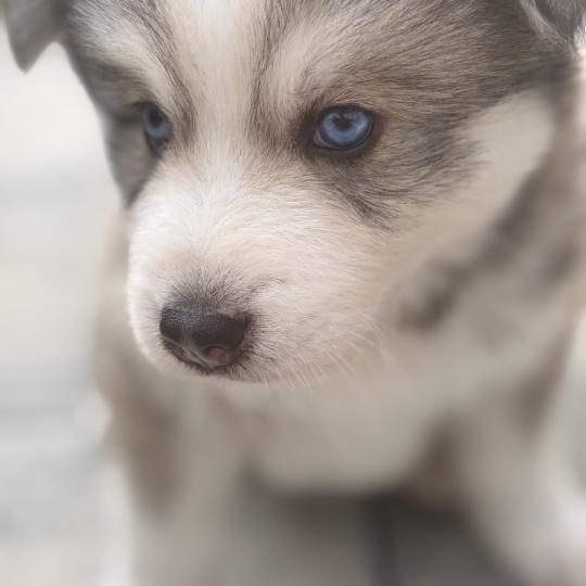 chiot Pomsky NOIR ET BLANC MAX Sacrepomskysud/chien