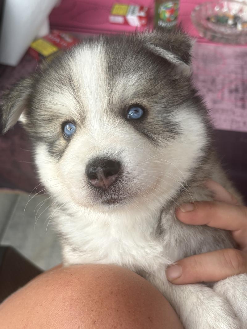 MAX du domaine Garlaban Mâle Pomsky