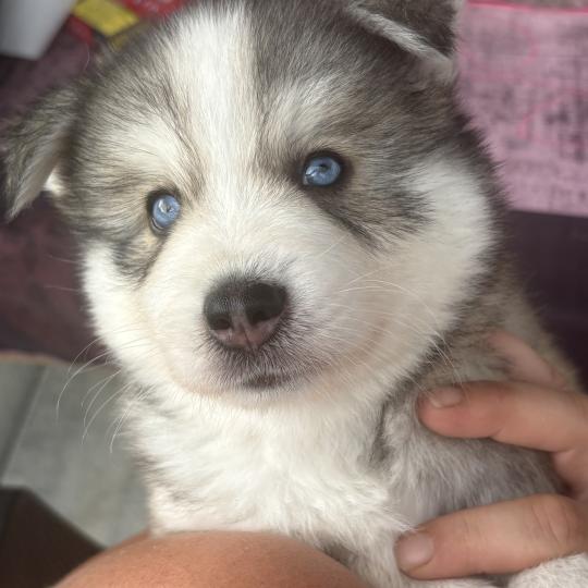 MAX du domaine Garlaban Mâle Pomsky