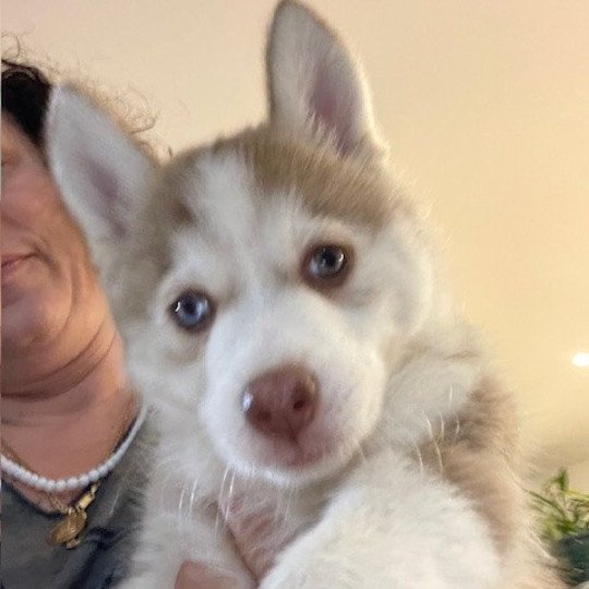 chiot Pomsky chocolat MOKA Sacrepomskysud