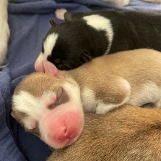 chiot Pomsky chocolat MOKA Sacrepomskysud