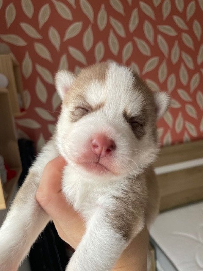 MOKA du domaine Garlaban Mâle Pomsky